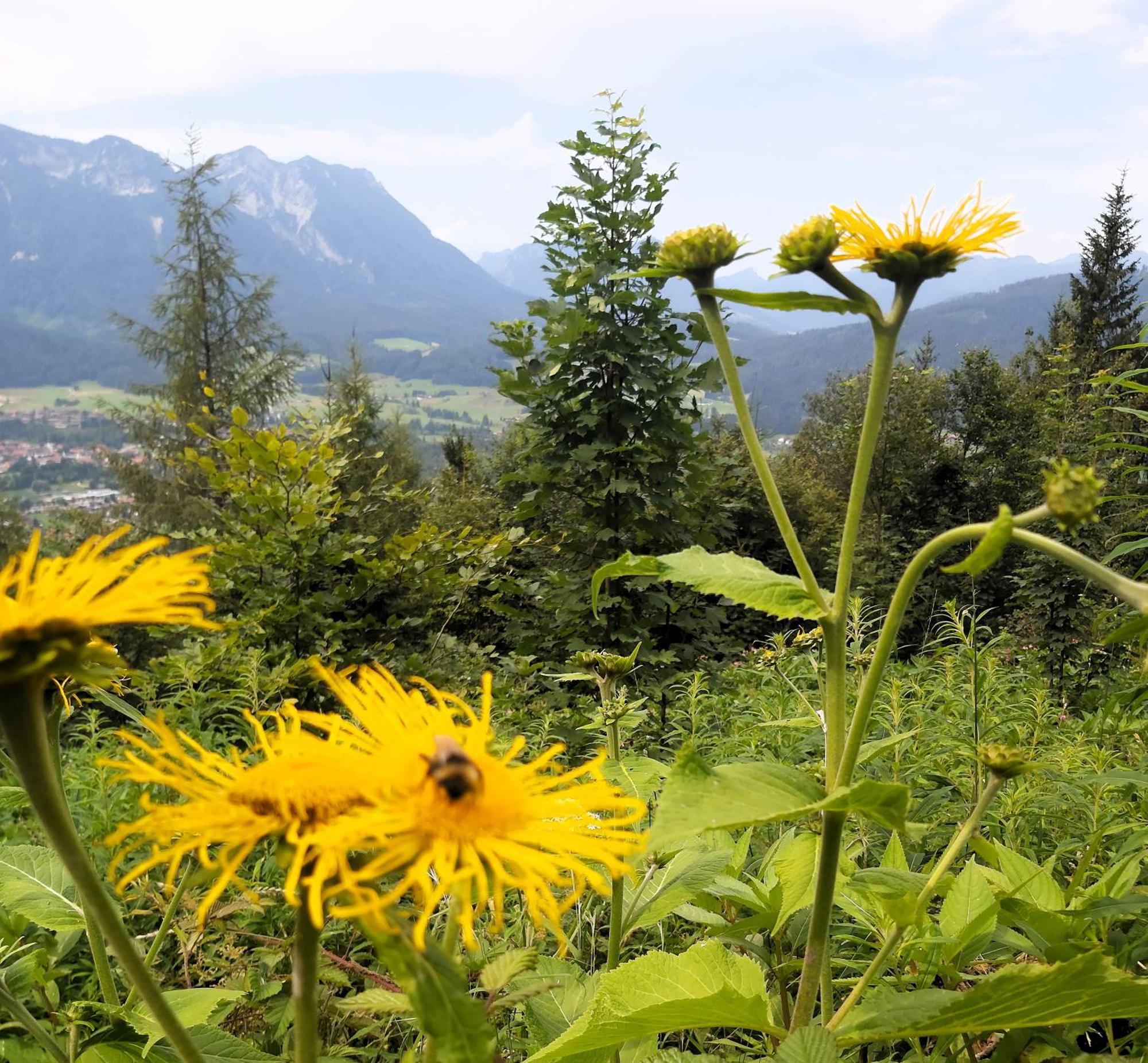 Apartment Andrea - Chiemgau Karte Inzell Dış mekan fotoğraf